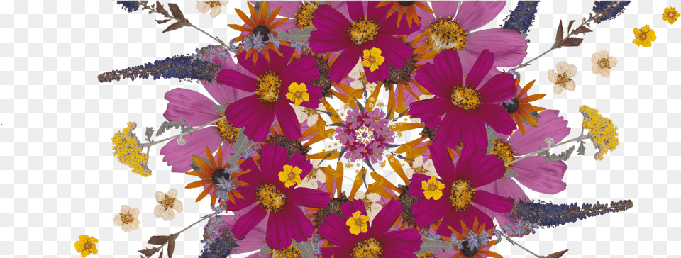 Home Home Fresh Flower Mandala Mandala, Art, Plant, Pattern, Graphics Free Png