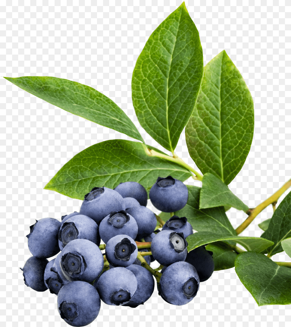 Home Huckleberry, Berry, Blueberry, Food, Fruit Free Transparent Png