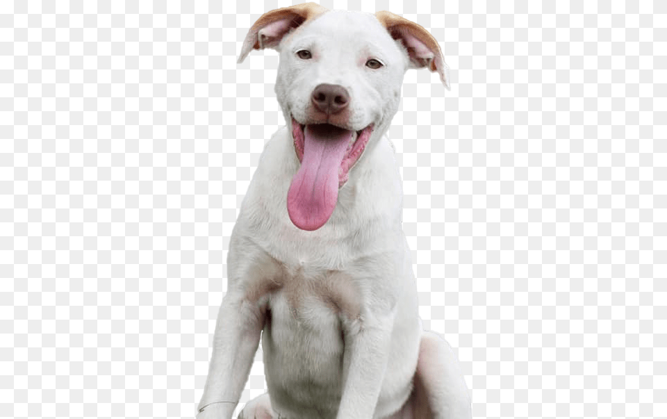 Home Humane Society Of Pinellas Martingale, Animal, Canine, Dog, Mammal Free Png