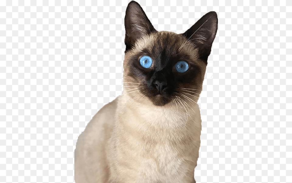 Home Humane Society Of Pinellas Siamese Cat, Animal, Mammal, Pet Free Transparent Png