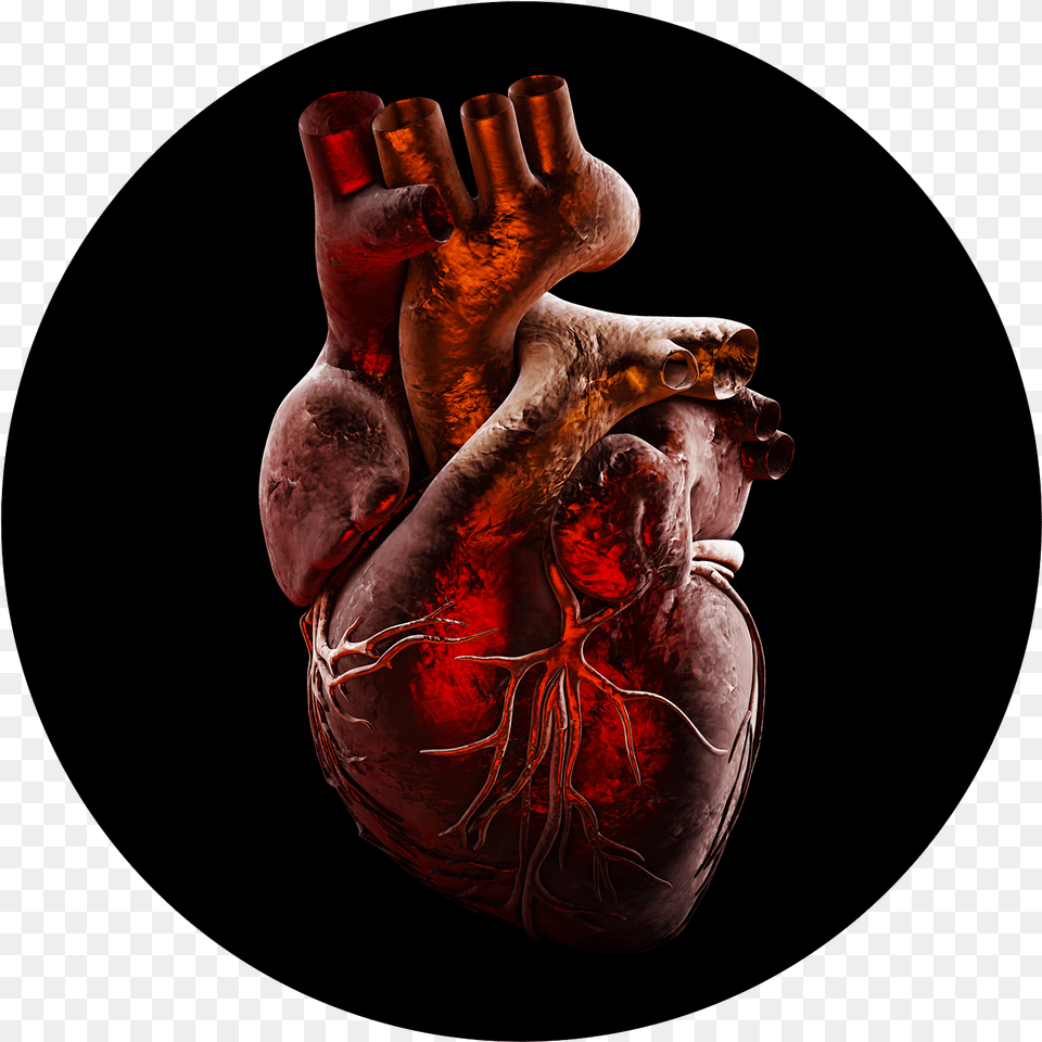 Home Hypertrophic Cardiomyopathy Association Hypertrophic Cardiomyopathy, Body Part, Finger, Hand, Person Png