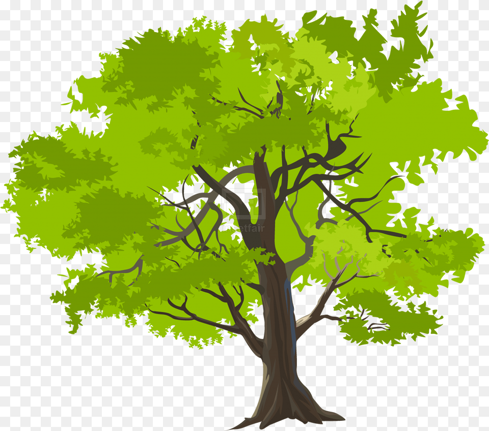 Home Insetfair Vector Nature, Plant, Vegetation, Tree, Oak Free Transparent Png