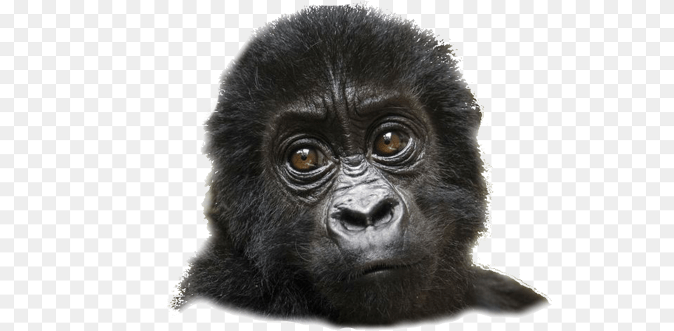 Home Langur, Animal, Ape, Mammal, Monkey Png Image
