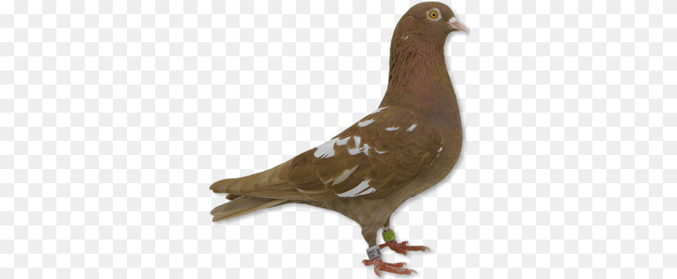 Home Logo Pigeon All Brown Roller Pigeons, Animal, Bird, Dove, Baby Free Transparent Png