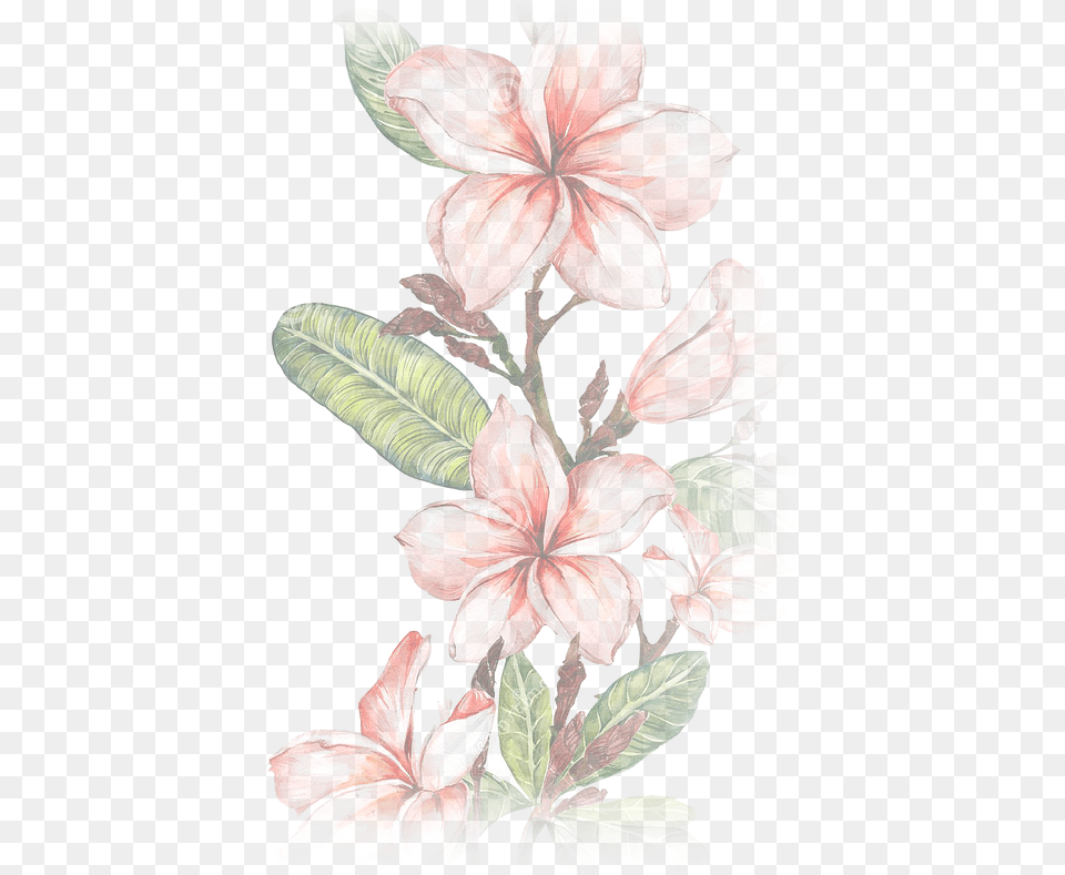 Home Lovehealthbalance Illustration, Flower, Plant, Petal, Acanthaceae Free Transparent Png