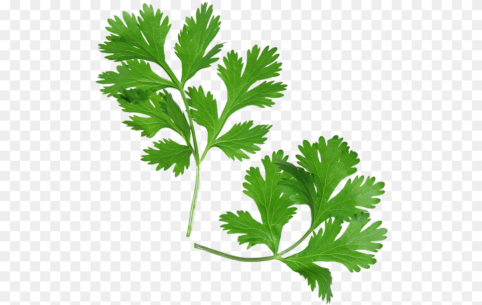 Home Parsley, Herbs, Plant, Leaf Free Png