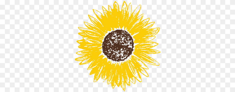 Home Pay It Forward Lvz Dot, Flower, Plant, Sunflower, Daisy Free Png Download