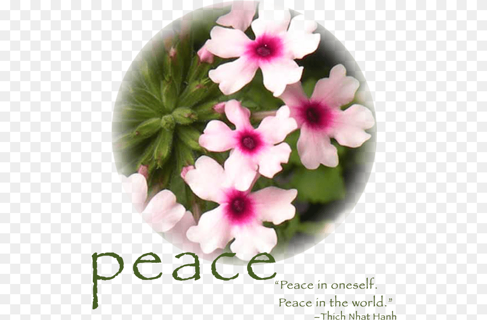 Home Periwinkle, Flower, Geranium, Petal, Plant Png