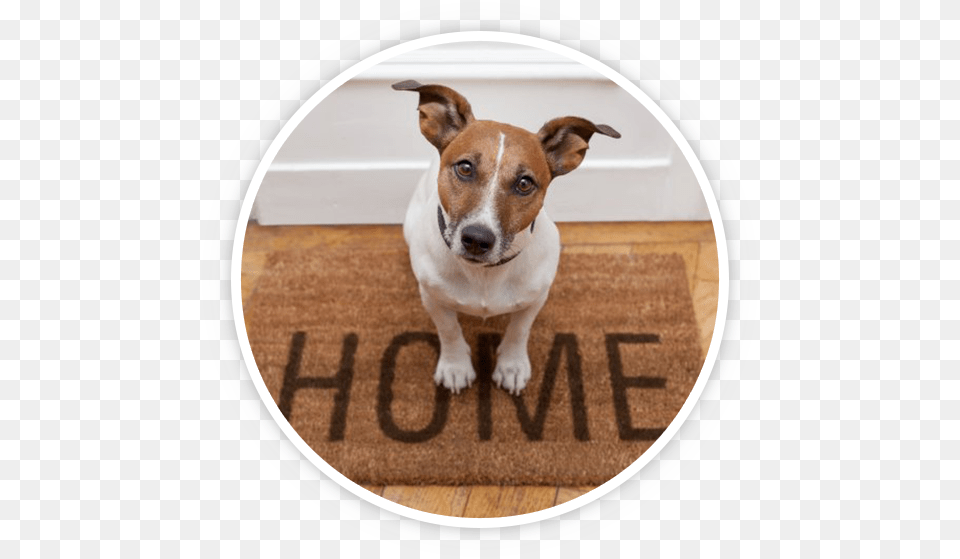 Home Pet Sitting, Animal, Canine, Dog, Mammal Png