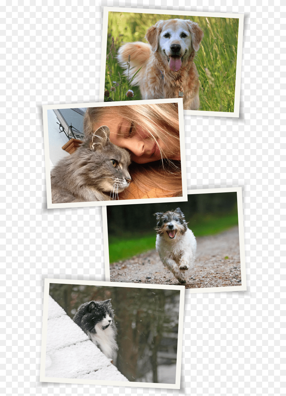 Home Polaroids Collage, Art, Animal, Canine, Pet Free Png Download