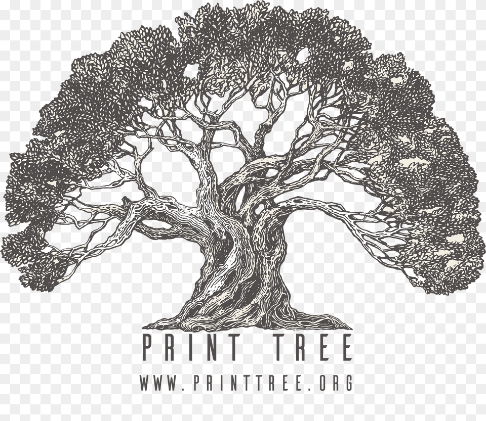 Home Printtree Olive Tree Vector, Plant, Art, Drawing, Chandelier Png