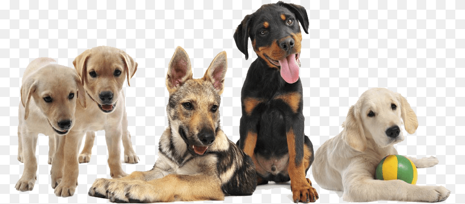 Home Puppy Classes, Animal, Canine, Dog, Mammal Free Transparent Png