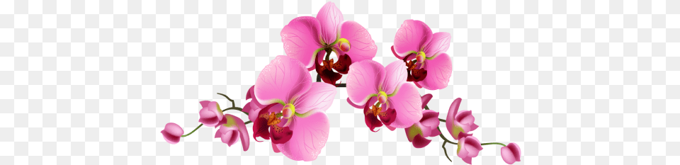 Home Purificacion Orchids Moth Orchid, Flower, Plant, Petal Png