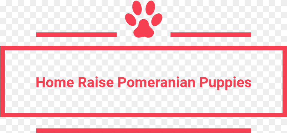 Home Raise Pomeranian Puppies Carmine Png Image