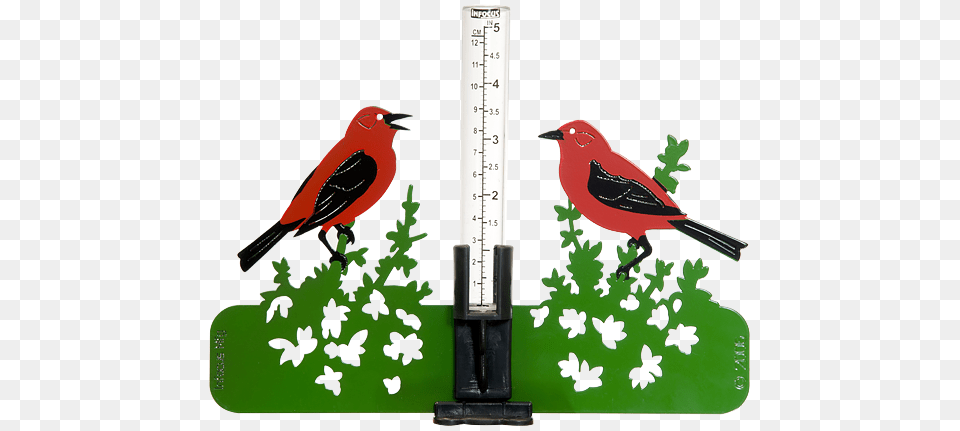 Home Red Bird Infocus Manufacturing, Animal, Finch, Cardinal, Beak Free Png