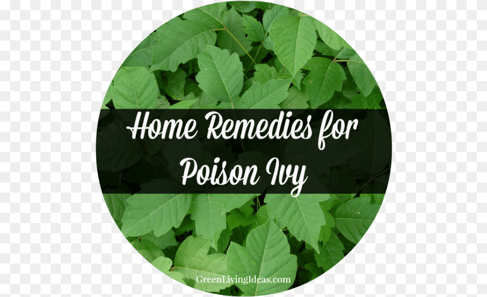 Home Remedies For Poison Ivy Poison Ivy, Leaf, Plant, Vegetation Png Image