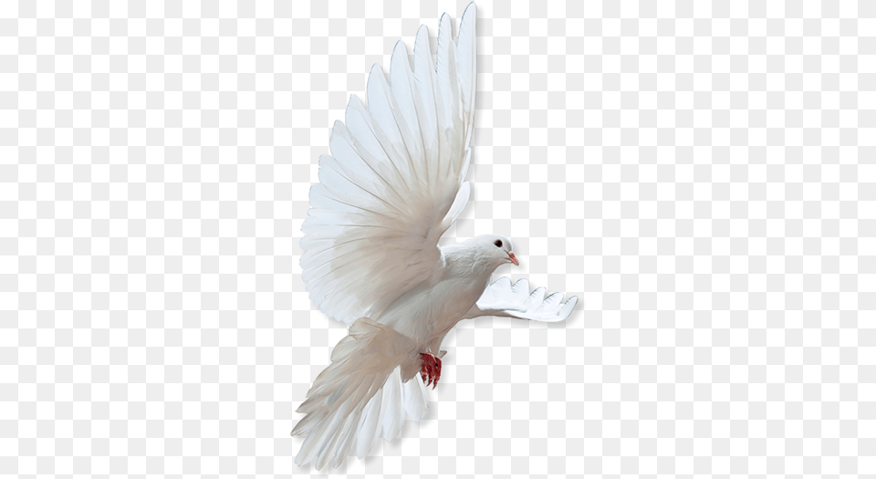 Home Rock Dove, Animal, Bird, Pigeon Png Image