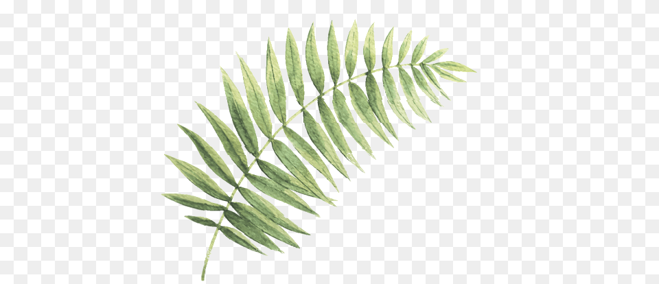 Home Ruby Rubina, Fern, Leaf, Plant Png Image