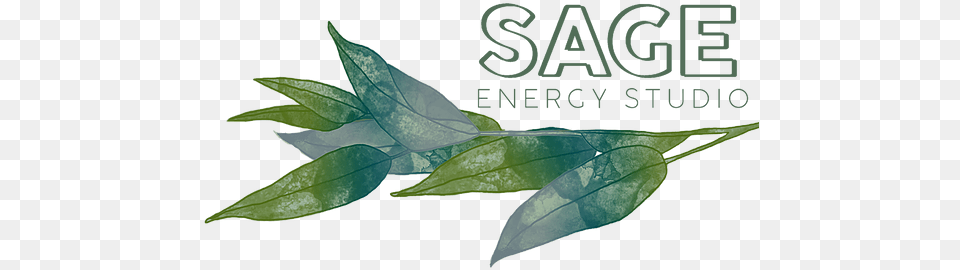 Home Sage Energy Studio Buttonbush, Leaf, Plant, Herbal, Herbs Png