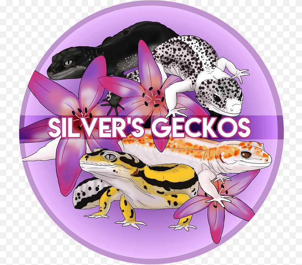 Home Silveru0027s Geckos Lizard, Purple, Animal, Dinosaur, Reptile Free Png Download