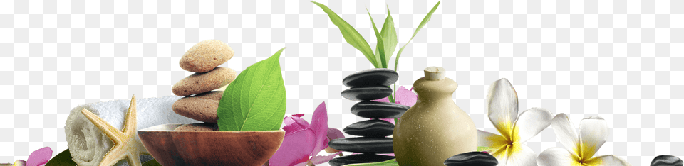 Home Spa Section Boxes Img Spa Flower, Plant, Flower Arrangement, Leaf Free Transparent Png