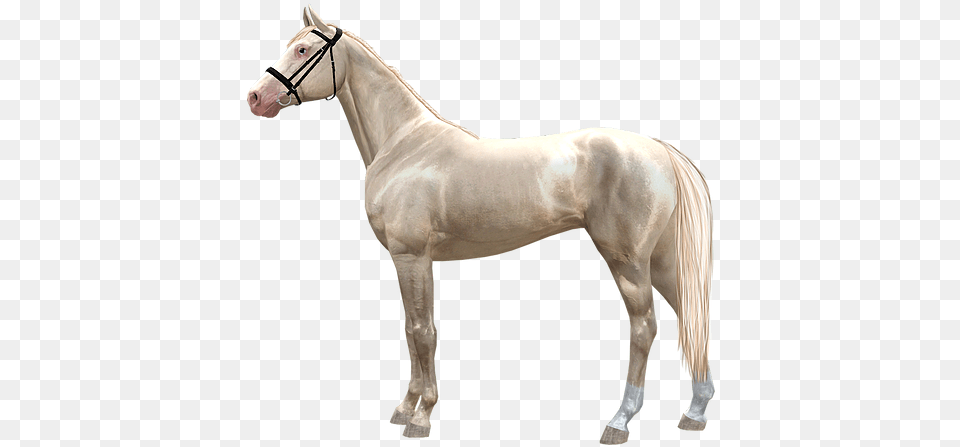Home Stallion, Animal, Horse, Mammal, Andalusian Horse Free Png