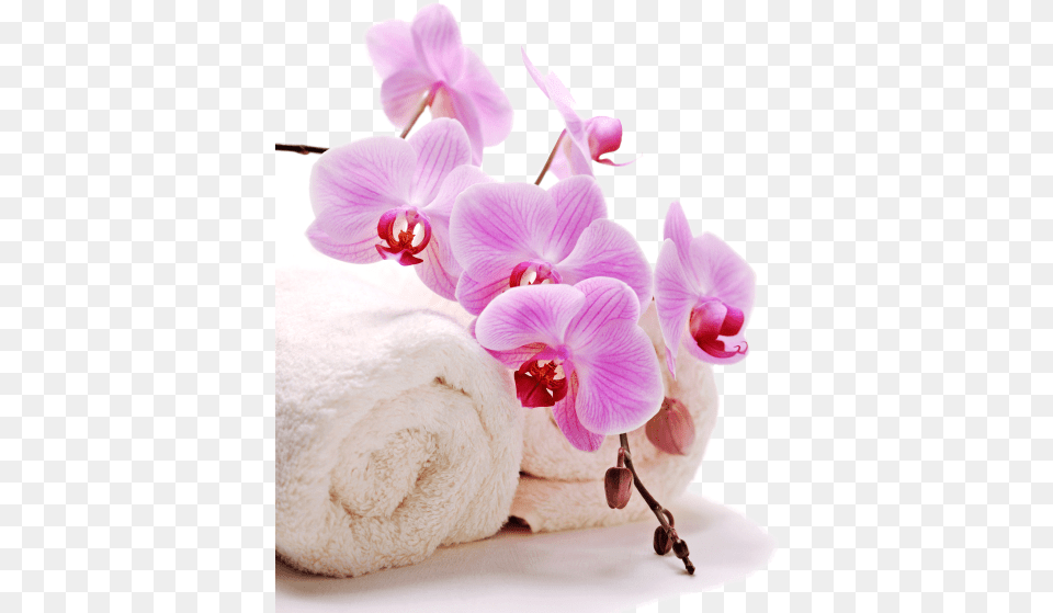 Home Towel And Flower, Orchid, Plant Free Transparent Png