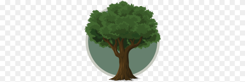 Home Tree, Conifer, Plant, Vegetation, Potted Plant Png Image