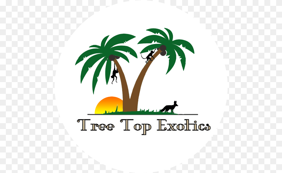 Home Tree Top Exotics Poster, Vegetation, Plant, Palm Tree, Leaf Png