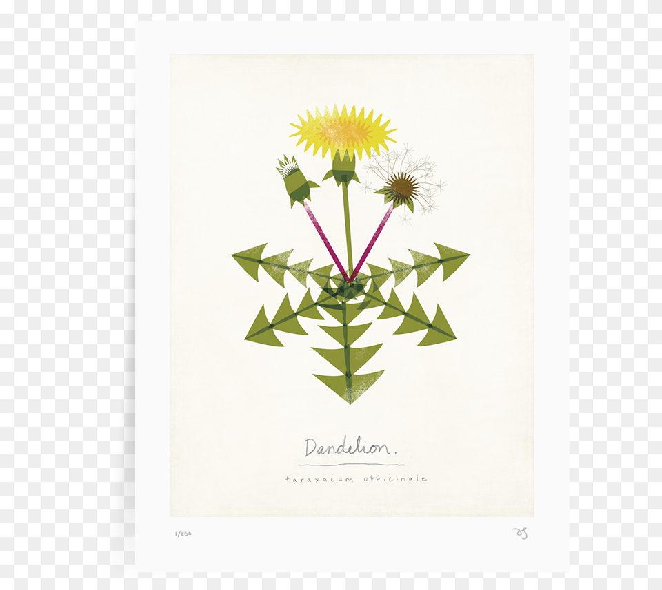 Home U2014 Amy Sullivan Illustration Design Dandelion, Flower, Plant Png