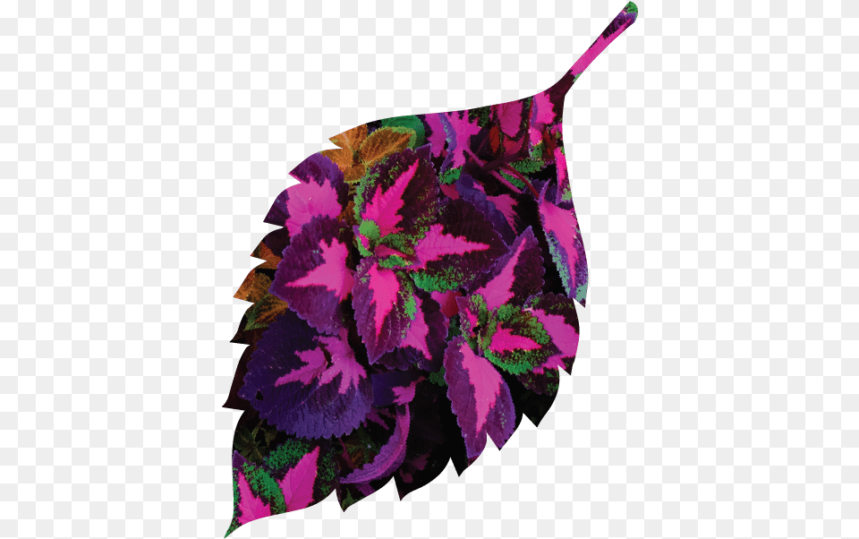 Home Vertical, Leaf, Plant, Purple, Pattern Png