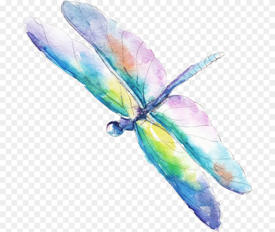 Home Water Color Dragonflies Vector 1000x894 Dragonfly Watercolor Vector, Animal, Insect, Invertebrate Png