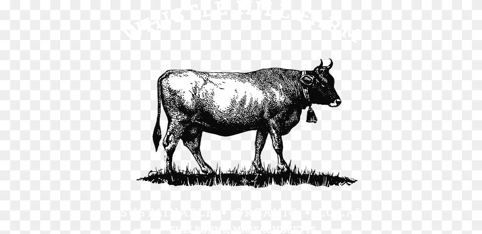 Home Whistle Hill Farm Cattle, Animal, Bull, Mammal, Cow Free Png Download