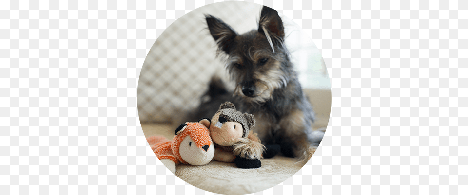 Home Yorkshire Terrier, Animal, Canine, Dog, Mammal Png Image