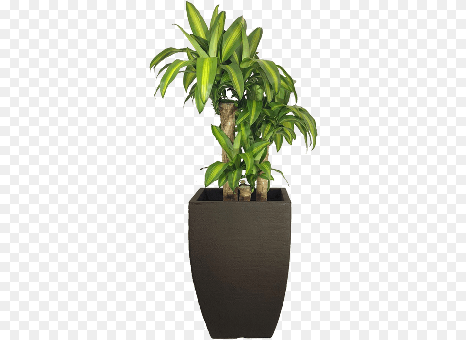 Homegtlojagtplantas Naturais Ornamentadasgtplantas De Flowerpot, Jar, Plant, Planter, Potted Plant Free Transparent Png