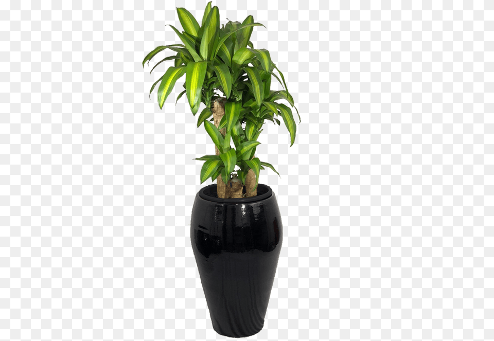 Homegtlojagtplantas Naturais Ornamentadasgtplantas De Houseplant, Palm Tree, Plant, Potted Plant, Tree Free Png Download