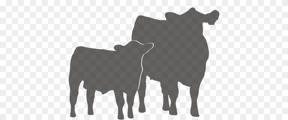Homepage, Animal, Calf, Cattle, Cow Free Png Download