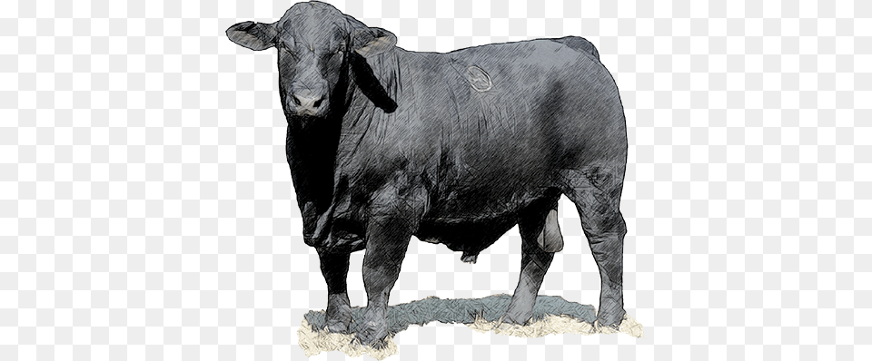 Homepage Bull Brangus Cattle For Sale In Florida, Angus, Animal, Livestock, Mammal Free Png Download