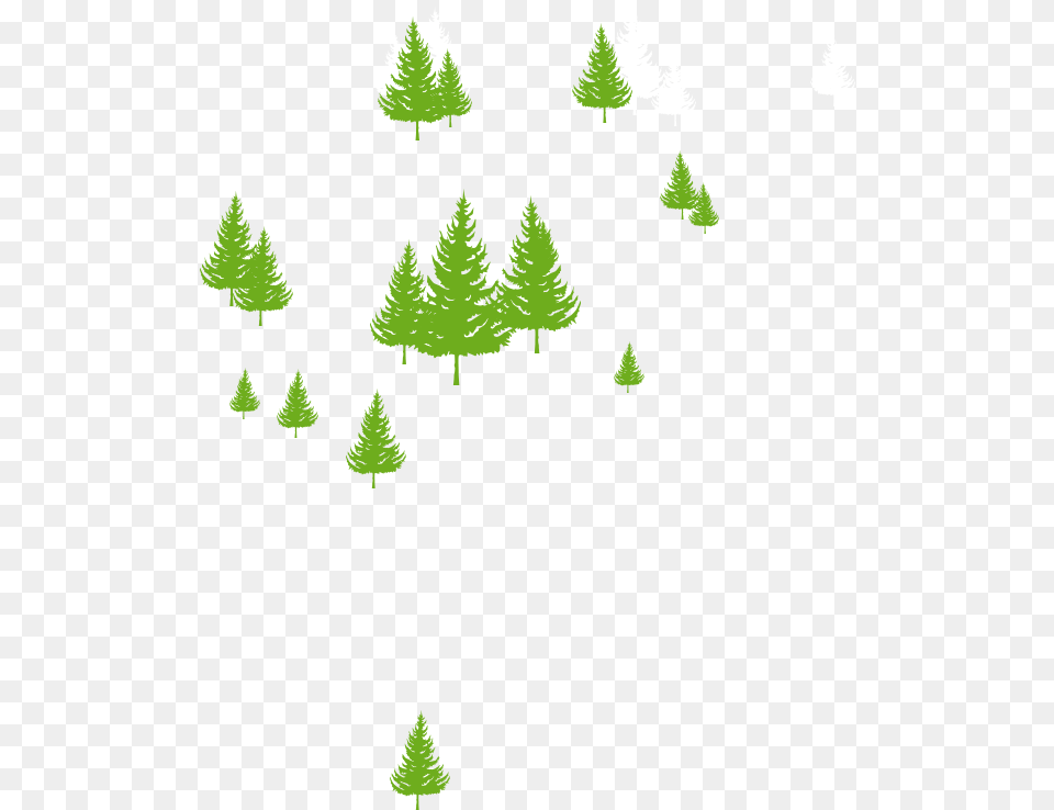 Homepage Trees Christmas Tree, Fir, Grass, Green, Pine Png