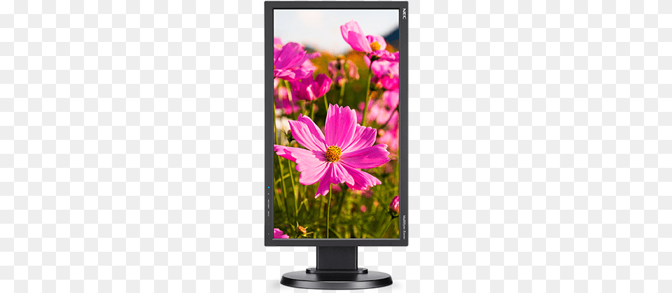 Homeshoplcd And Crt Monitors Nec Multisync E203wi 20quot Ips Led Monitor, Computer Hardware, Electronics, Hardware, Screen Free Png Download