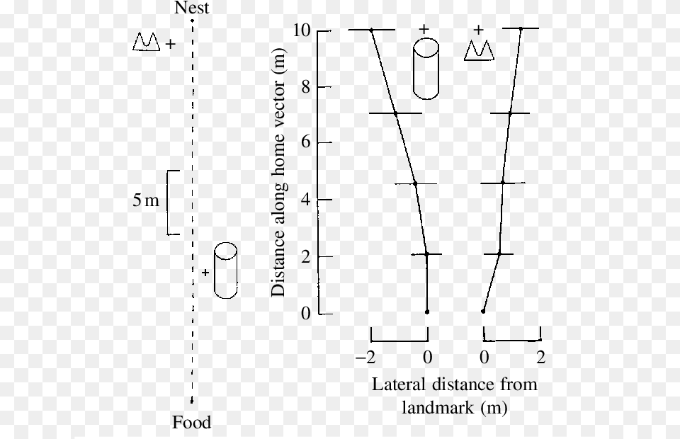 Homeward Trajectories Of Ants Trained To The Route Diagram, Gray Free Png Download