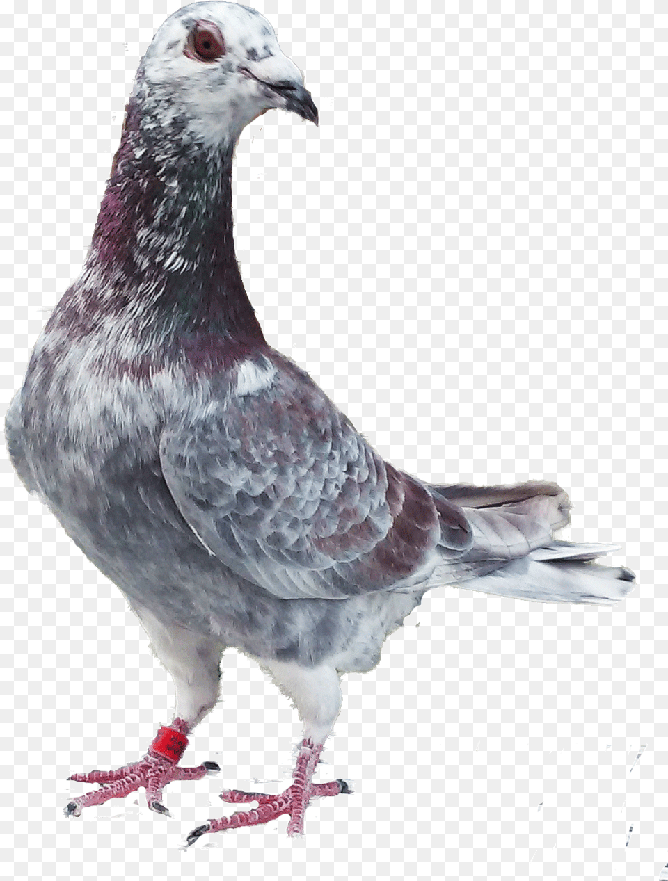 Homing And Racing Pigeons From Stock A, Animal, Bird, Pigeon, Dove Free Png