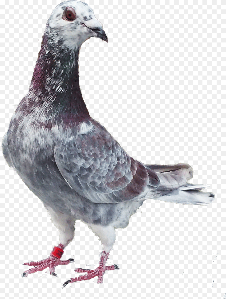 Homing And Racing Pigeons From Stock A Homar Pijen, Animal, Bird, Pigeon, Dove Png Image