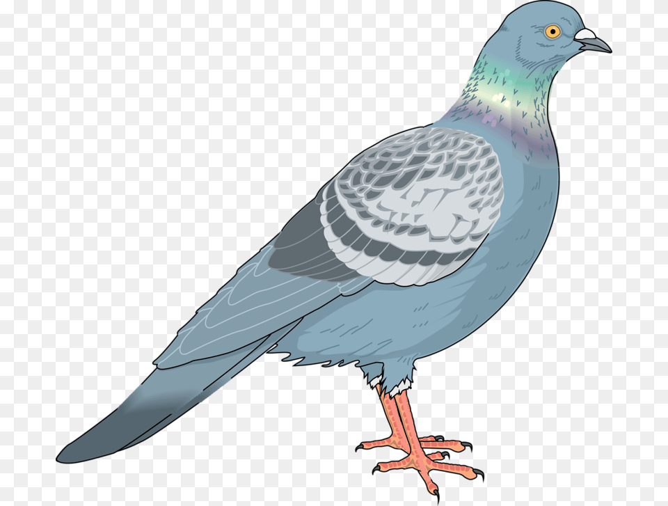 Homing Pigeon Columbidae Bird Clip Art Pigeon Vector, Animal, Dove Free Png
