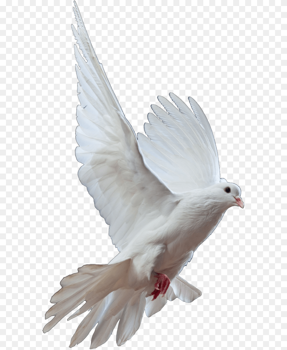 Homing Pigeon Columbidae Bird Doves As Symbols Release Could You Leave Me Standing Alone, Animal, Dove Png