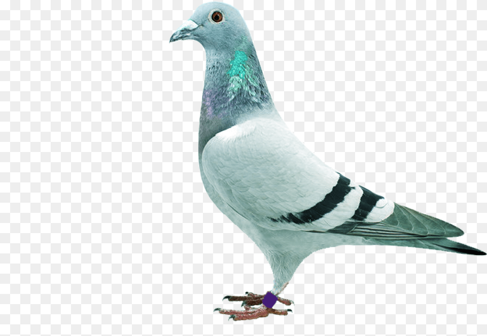 Homing Pigeon Stock Dove Columbidae Piggen, Animal, Bird Free Png