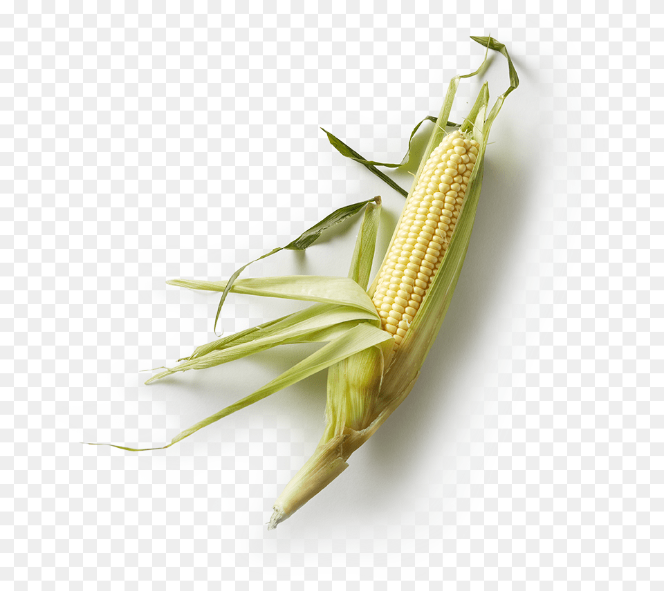 Hominy Net Winged Insects, Corn, Food, Grain, Plant Free Png Download