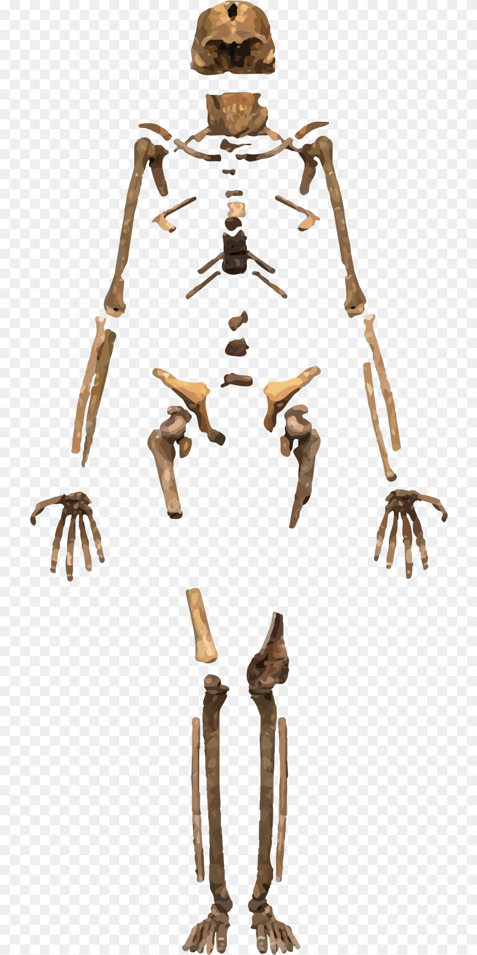 Homo Naledi Skeleton, Adult, Male, Man, Person Png