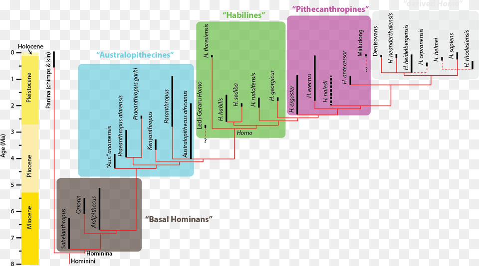 Homo Sapiens Phylogeny, Text, Business Card, Diagram, Paper Free Transparent Png