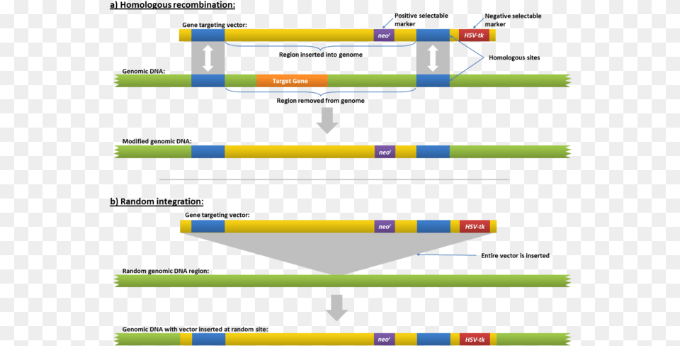 Homologous Recombination Gene Insertion Free Png Download